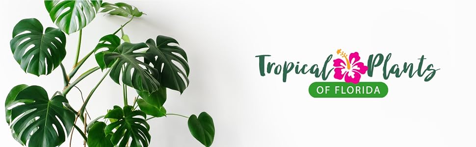 tropical plants of florida