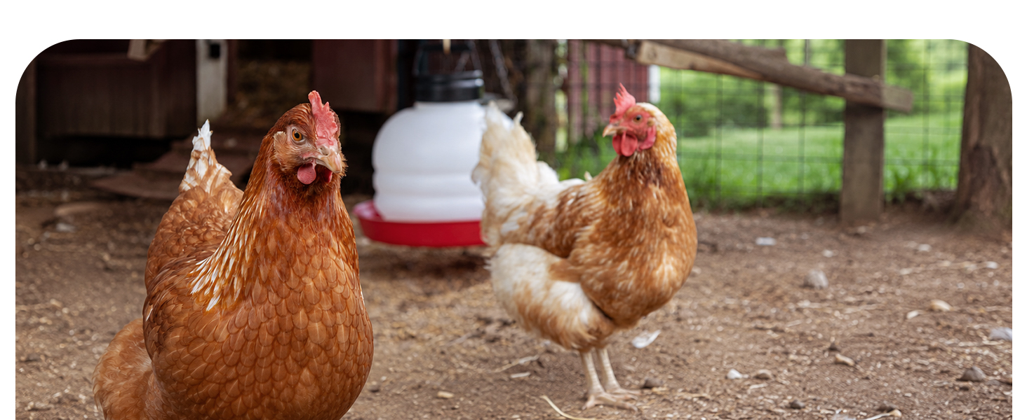 Two chickens in a chicken run with a hanging waterer behind them
