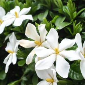 gardenia, shrub, bush, gardenia bush, gardenia shrub