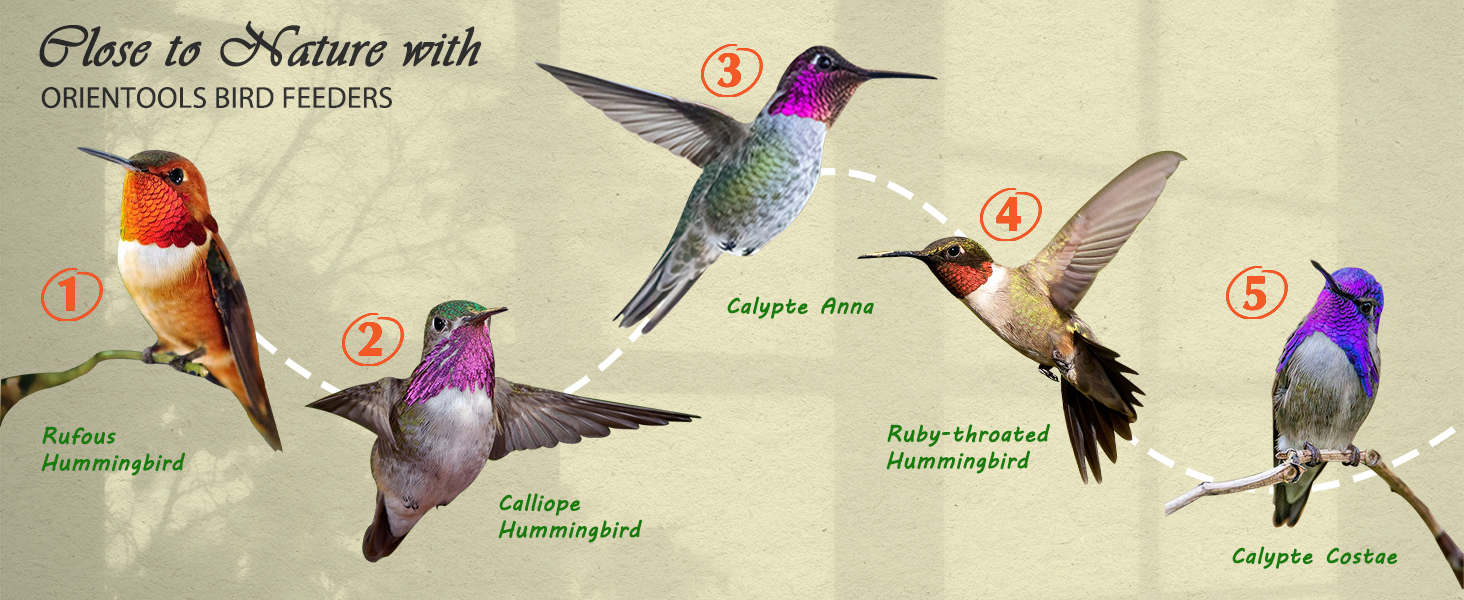 Hummingbird Feeders