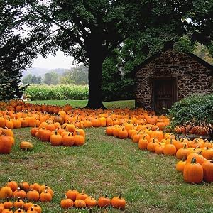 country scene