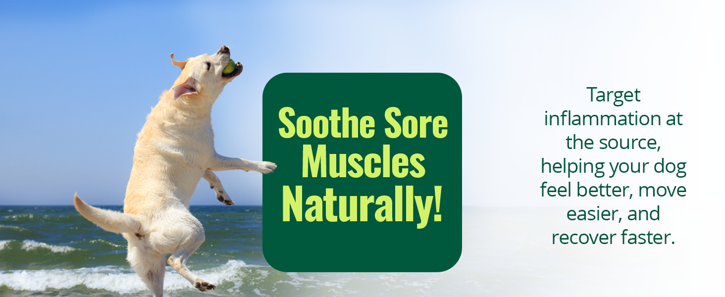 Target inflammation at the source, helping your dog feel better, move easier, and recover faster