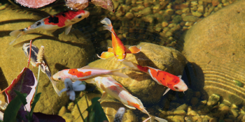 dogs container ammonia stream crayfish outdoors mat hair algicide solution maintenance easy microbes