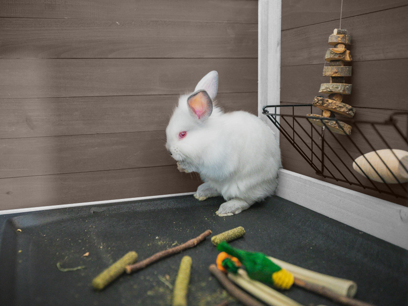rabbit hutch