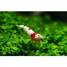 Crystal Red Shrimps