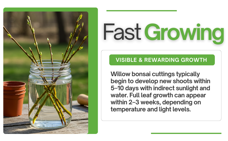 willow tree cutting