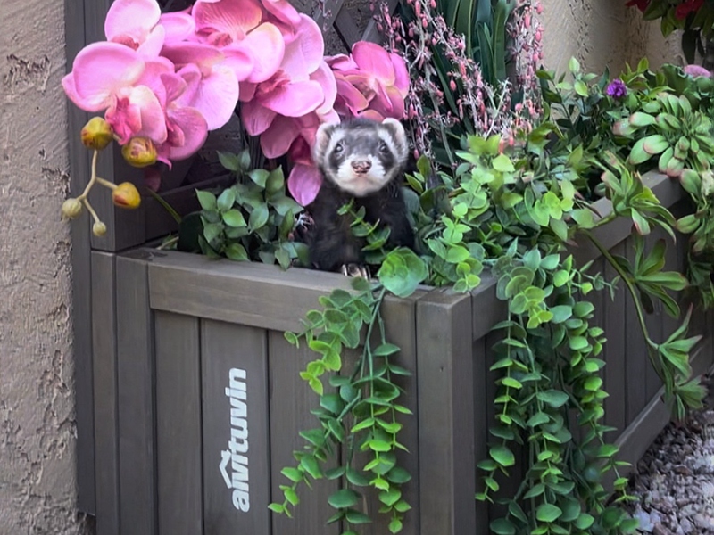Garden Planter with Trellis
