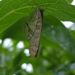 Cream, brown, and white speckled butterfly rests on leaf.