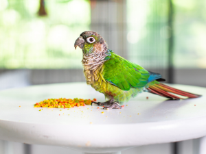 no waste bird seed heart health parakeet zupreem natural pellets conure food budgie food zupreem