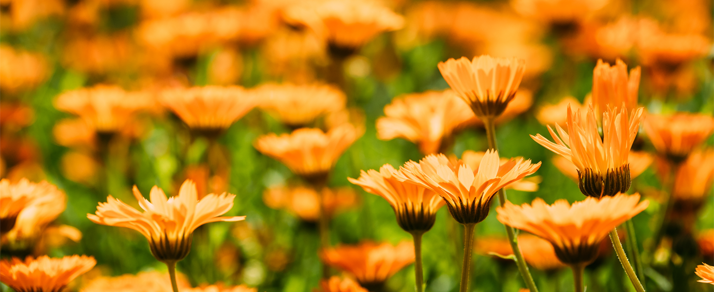 A field of calendula flowers