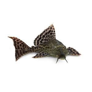 aplus content image