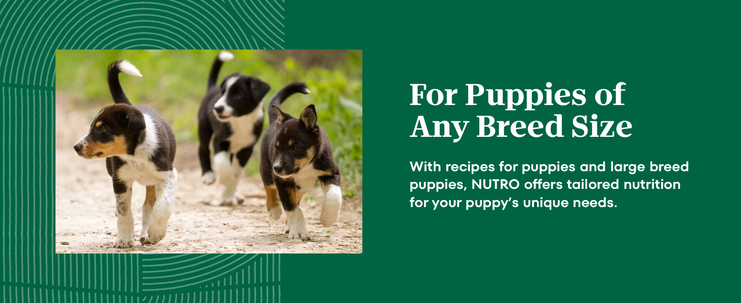 nutro puppy