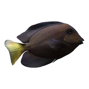 fish