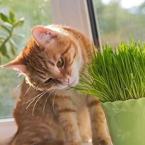 cat grass