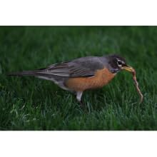 predatory bird pic