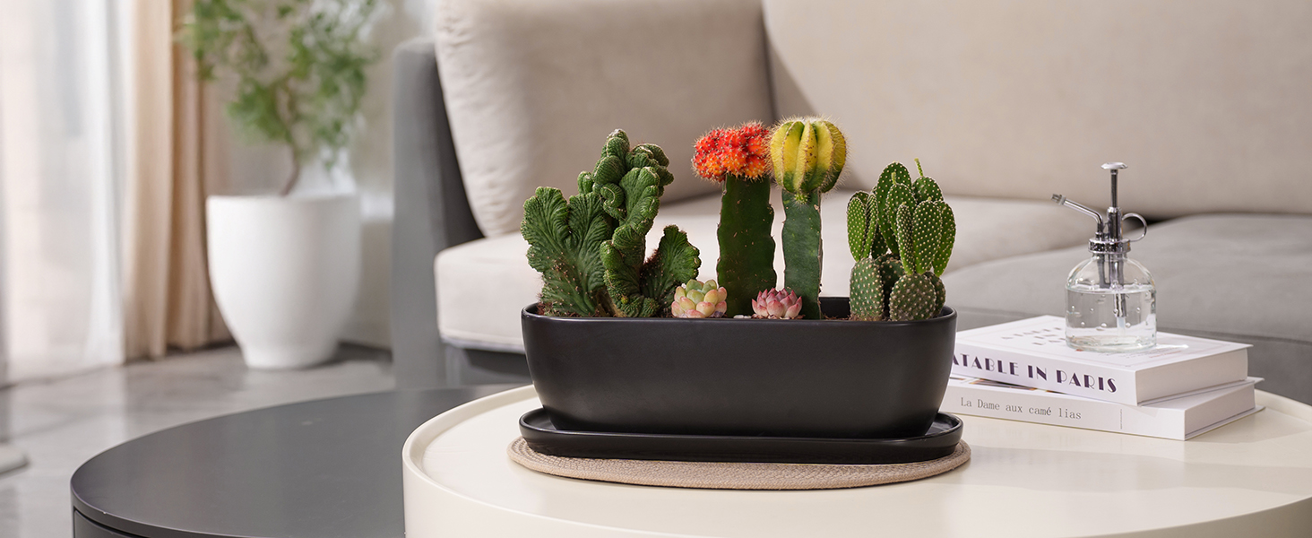 Succulent planters