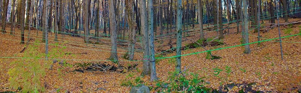 maple sugar bush