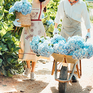 blue hydrangea