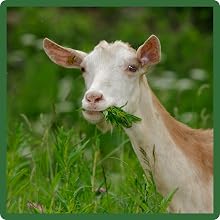 Little Bluestem Provides Nutritional Forage For Wildlife &amp;amp; Deer