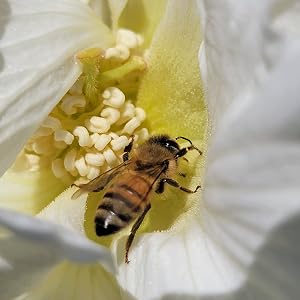 Bee burrowing into the center of white flower.