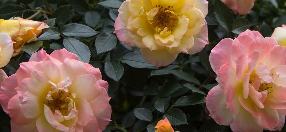 rosa;flowers;pink;rose;