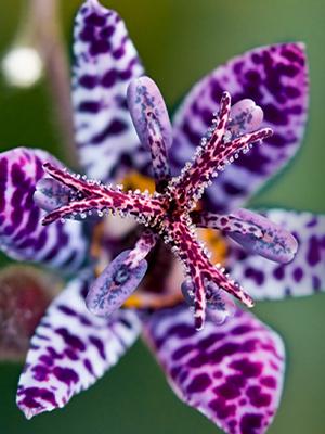Toadlily