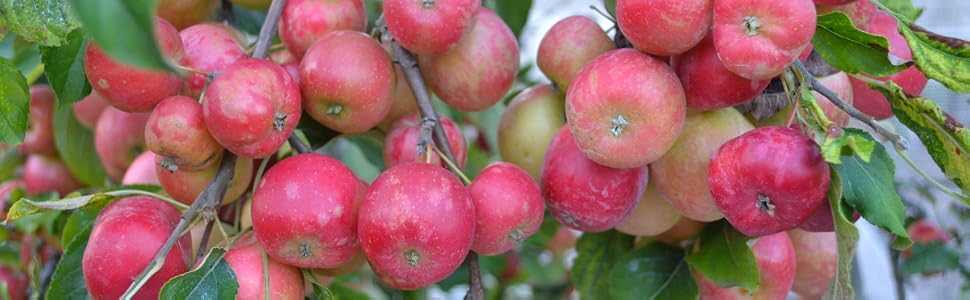 fuji apples