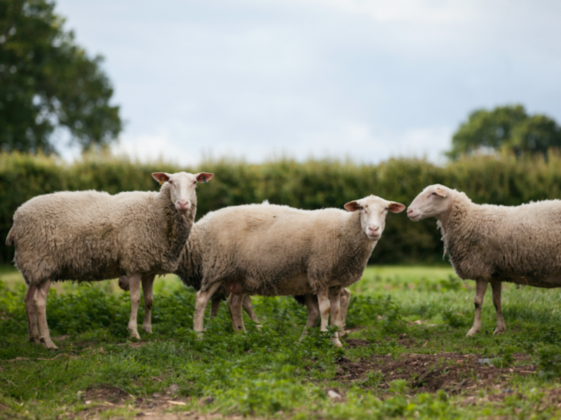 Sheep