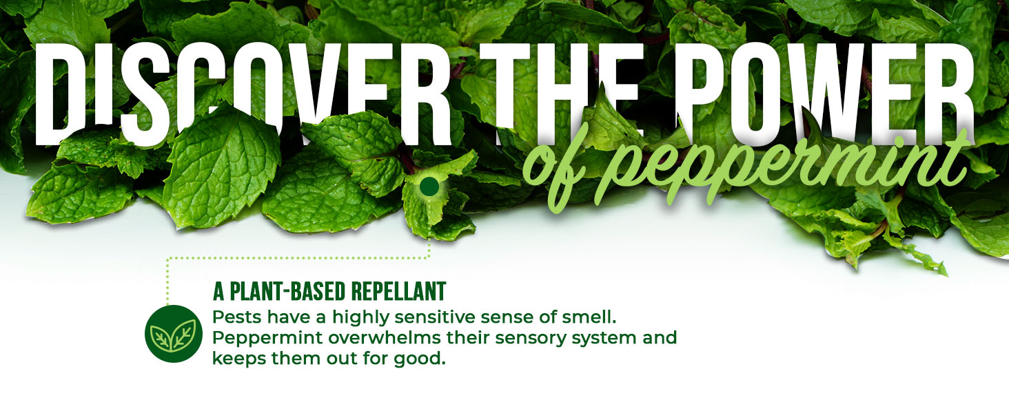 Discover the Power of peppermint