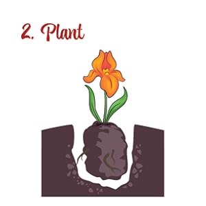 Stargazer Perennials How to grow iris
