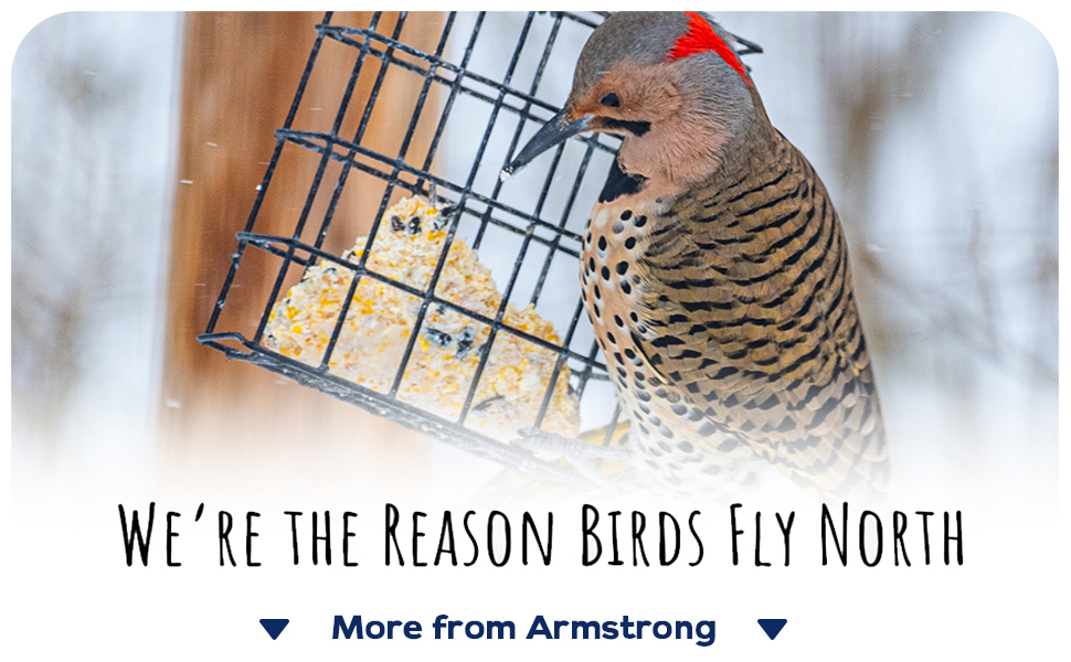 we&amp;#39;re the reasons birds fly north armstrong