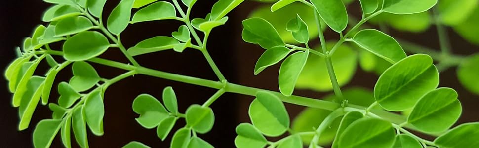 Moringa leaves