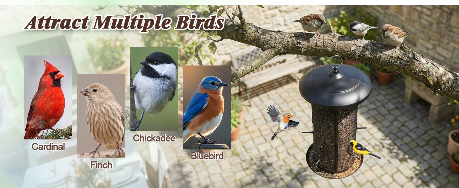 bird feeder