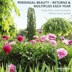 Perennial
