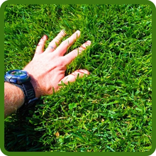 Full Sun &amp;amp; Partial Shade Turf Type Fesuce Grass Seed