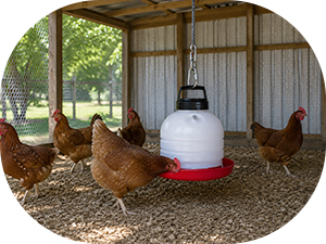 chickens in a chicken run with a hanging chicken waterer in the sade of the overhead canopy