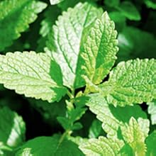Rosemary Mint Shampoo