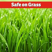 safe for grass mole vole repellent