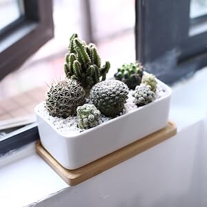 SUCCULENT PLANTER