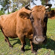 Bull