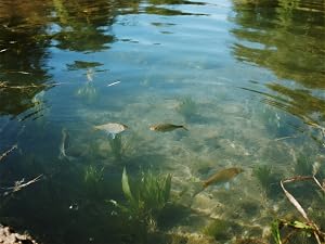 No fish kill