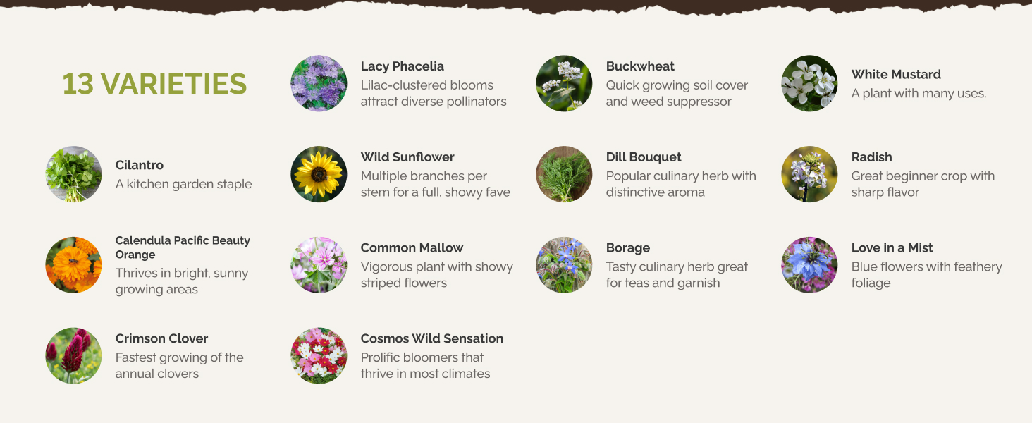 wildflower mix eden brothers wildflower seeds cone flower cosmos seeds for planting outdoors