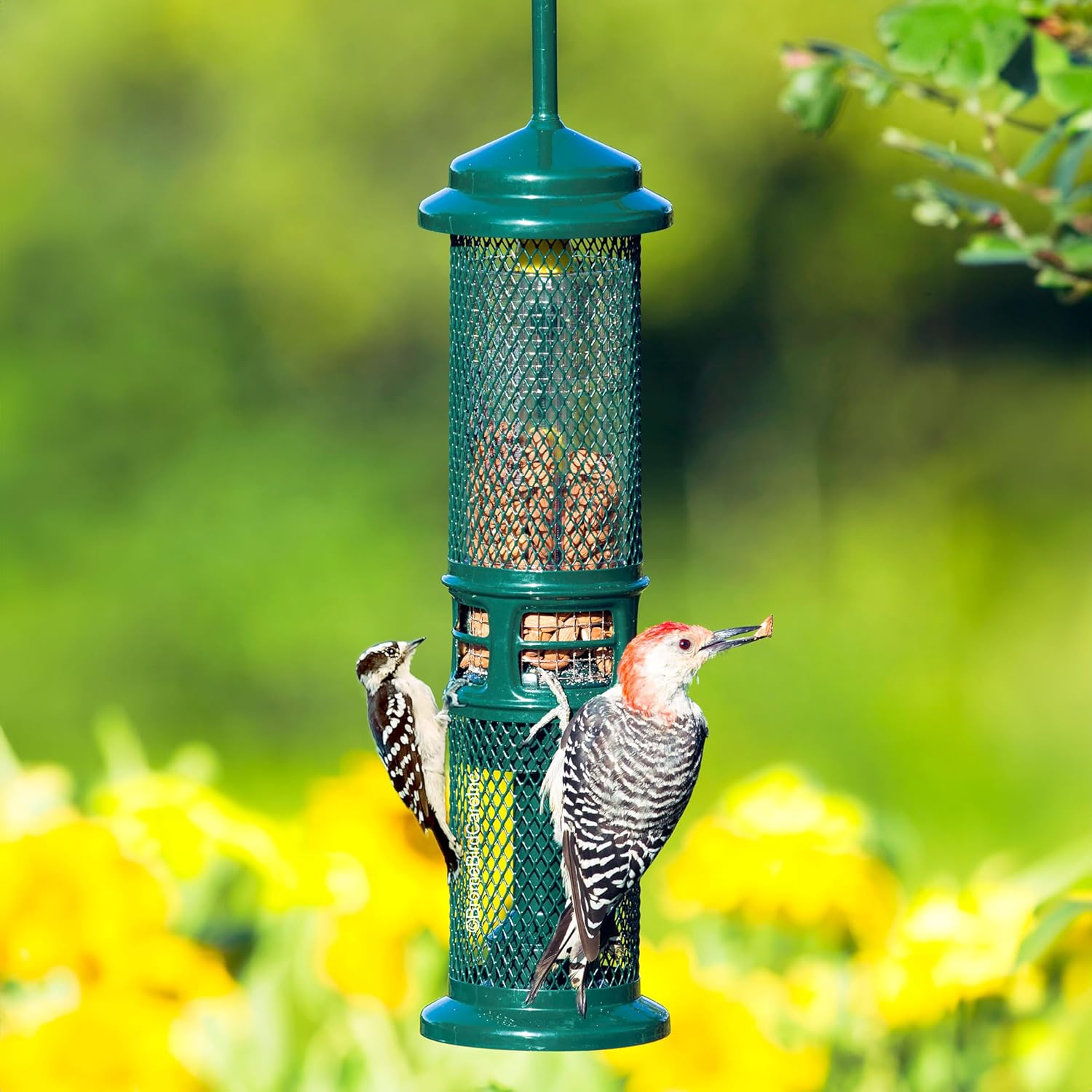 Squirrel Buster Nut Feeder Squirrel-Proof Bird Feeder for Shelled Peanuts & Dried Fruit, Weight-Adjustable, Woodpecker Friendly
