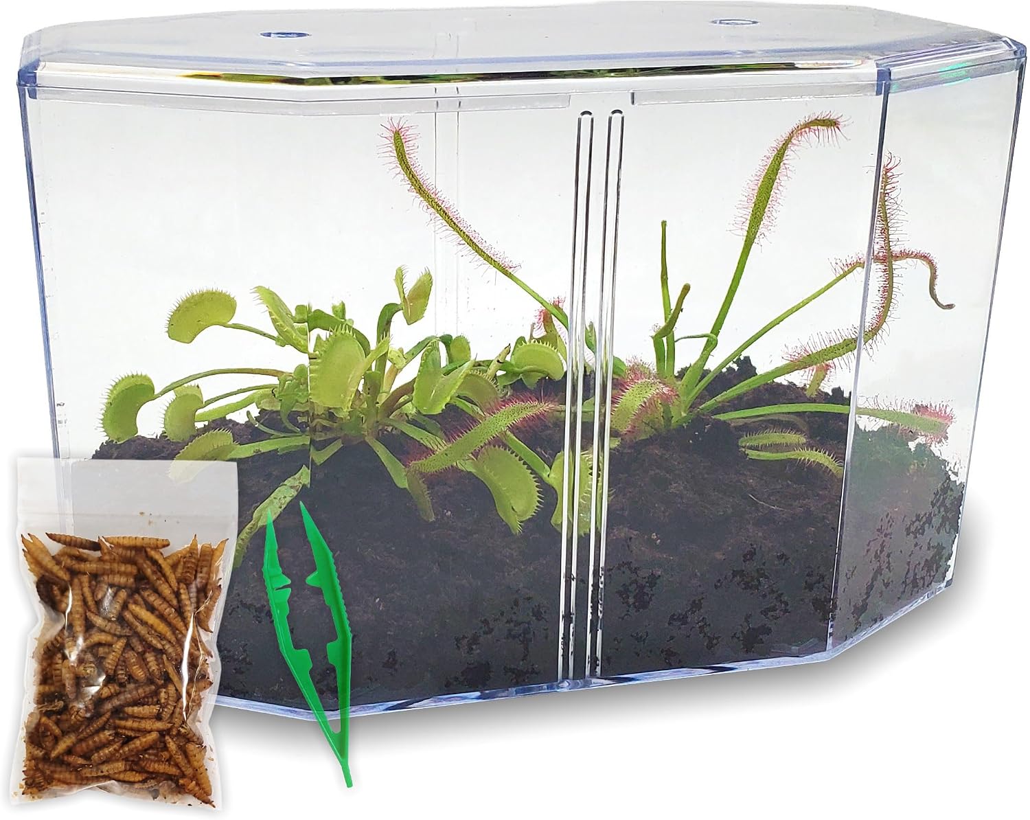 Venus Fly Trap and Sundew Live Plant Set with Terrarium and Food Bundle | 2 carnivorous plants together, protein-packed food