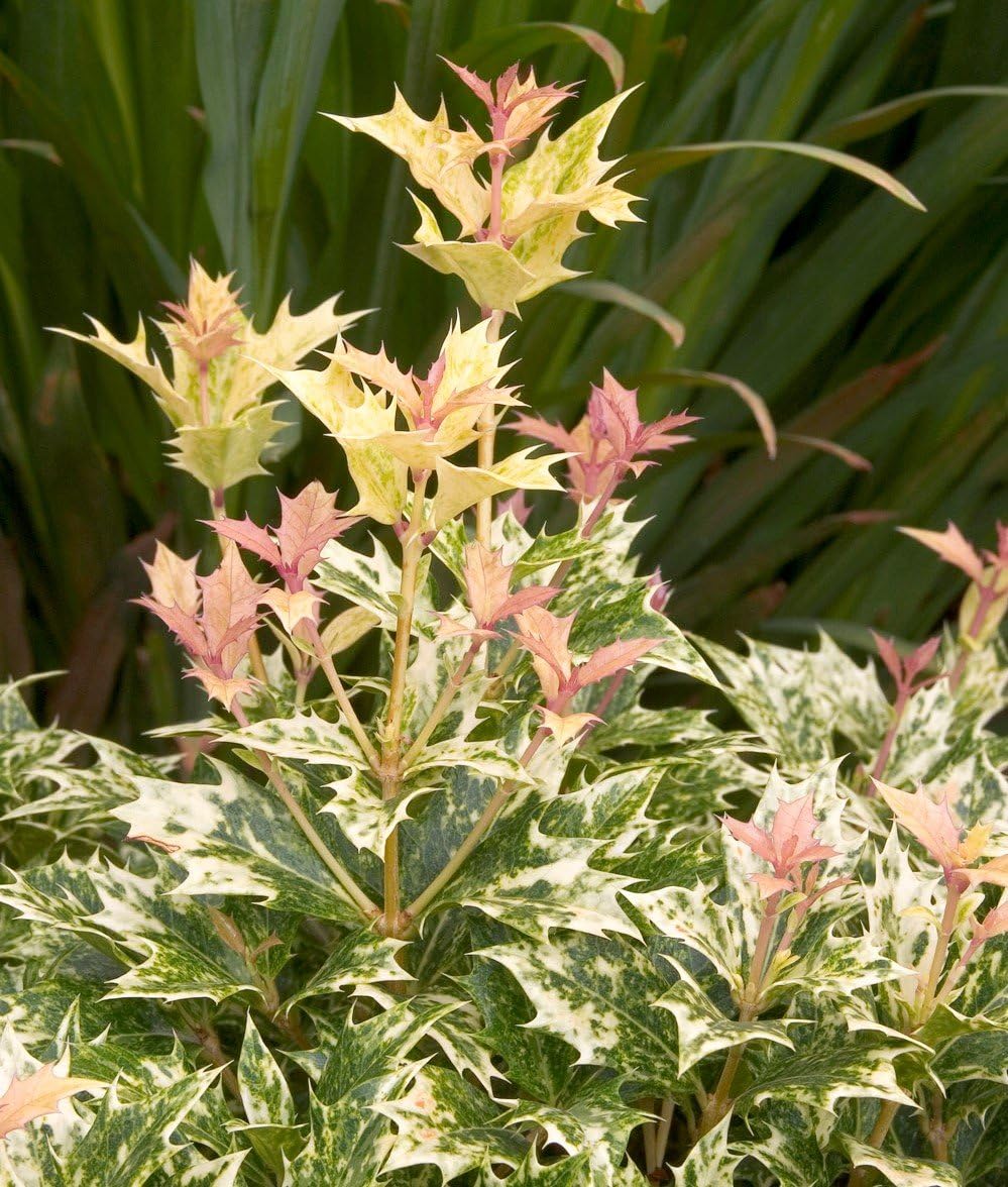 Goshiki Variegated Tea Olive (osmanthus) - Live Plant - Quart Pot