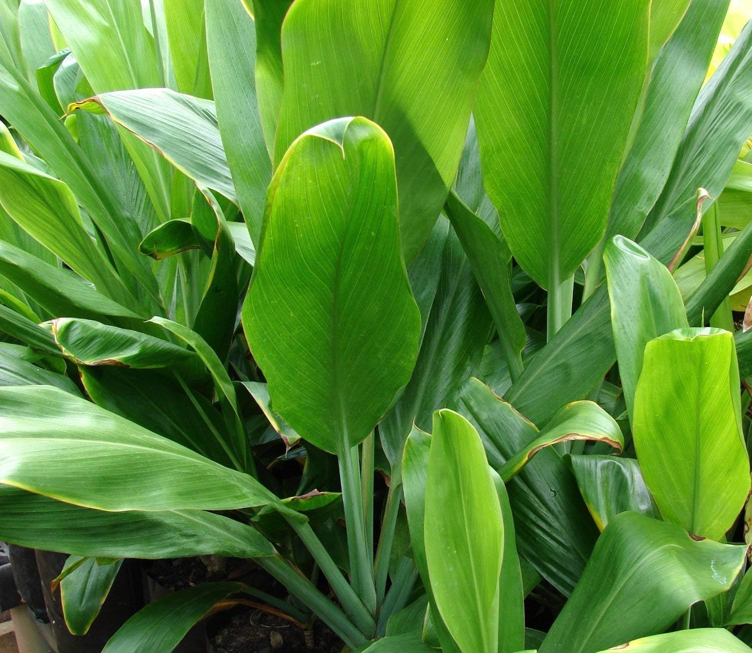 HAWAIIAN GREEN TI LEAF PLANT 2 LOGS ~ GROW HAWAII