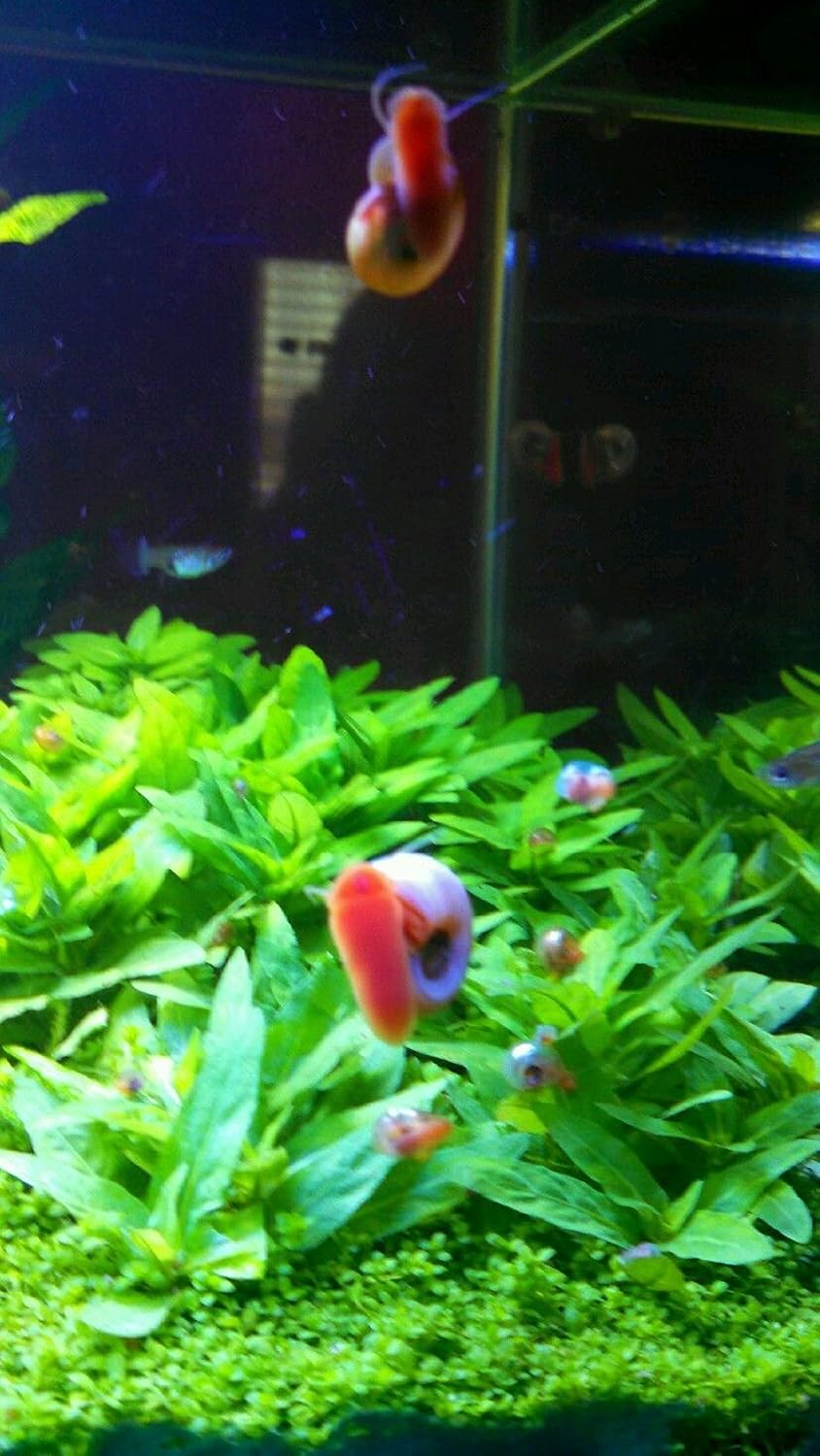 9+ Live Ramshorn Snails Aquarium or Pond, Algae Clean Up! Shipped Daily!
