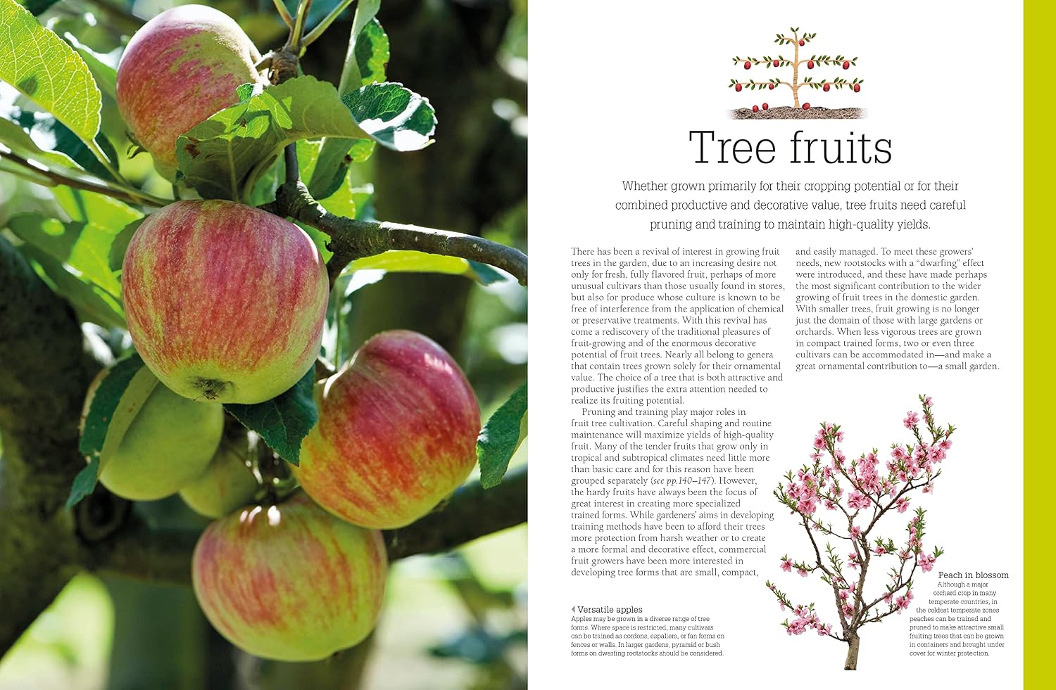 Pruning and Training, Revised New Edition: What, When, and How to Prune