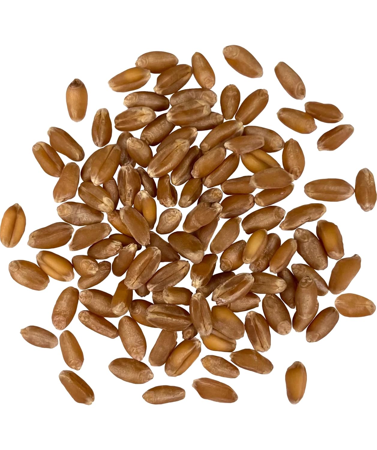 Palouse Brand Certified Glyphosate Residue Free Hard Red Winter Wheat Berries | 5 LBS | Family Farmed in Washington State | Non-GMO Project Verified | Certified Kosher Parve