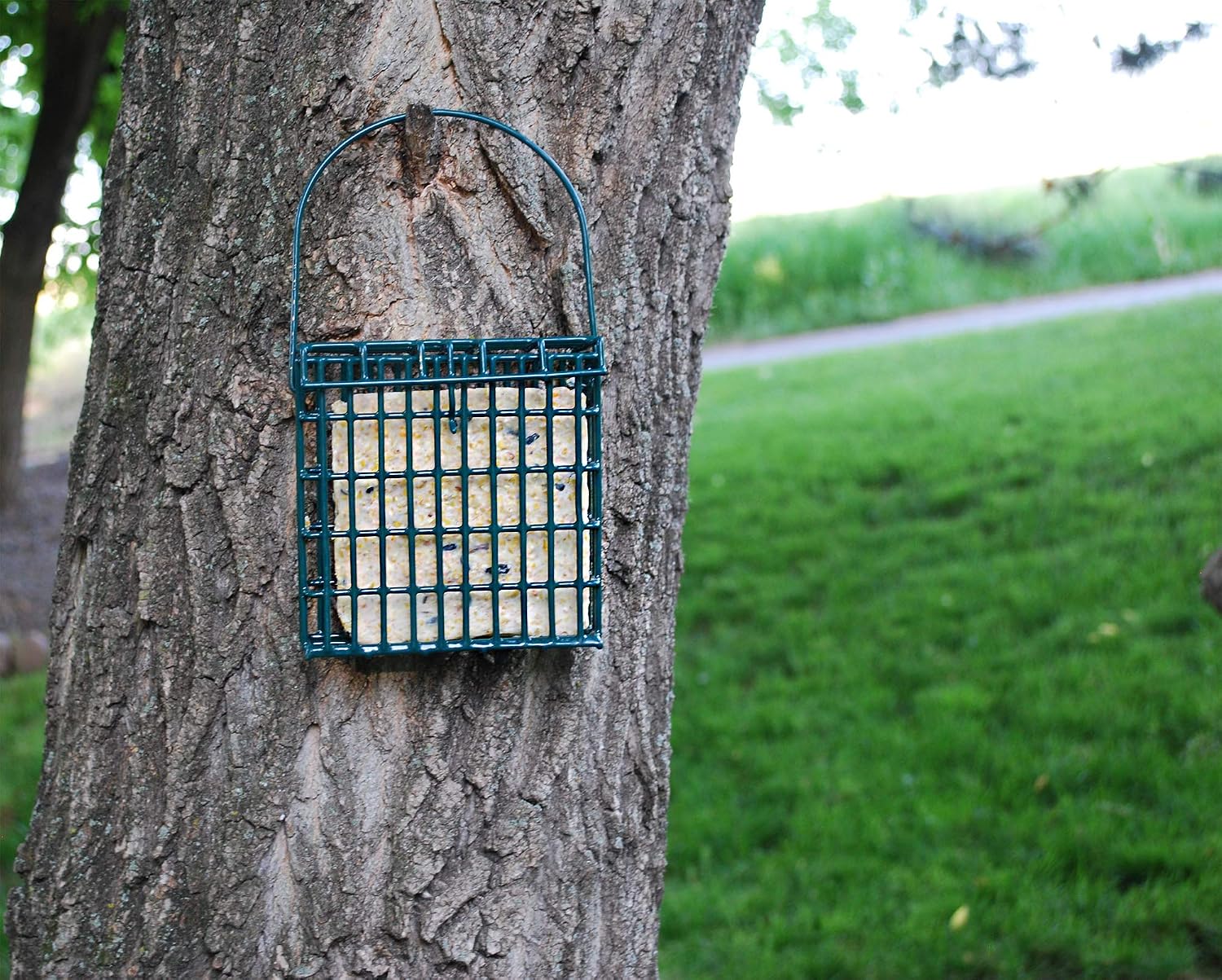 Suet Plus Zesty Orange Suet 12 Pack